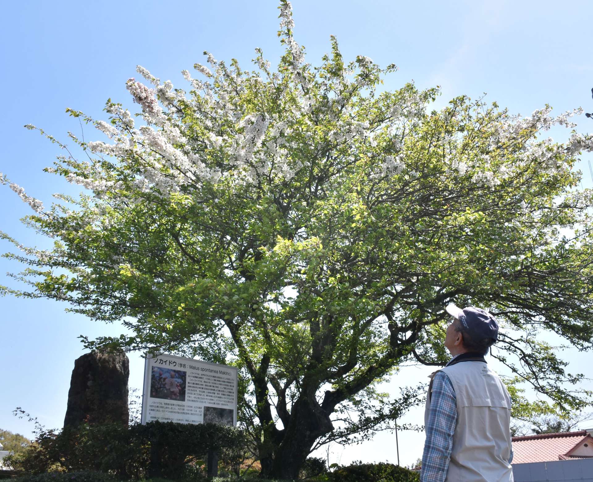 白いかれんな花を咲かせるノカイドウ＝１１日、霧島市牧園町高千穂