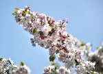 白いかれんな花を咲かせるノカイドウ＝１１日、霧島市牧園町高千穂