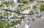 白いかれんな花を咲かせるノカイドウ＝１１日、霧島市牧園町高千穂