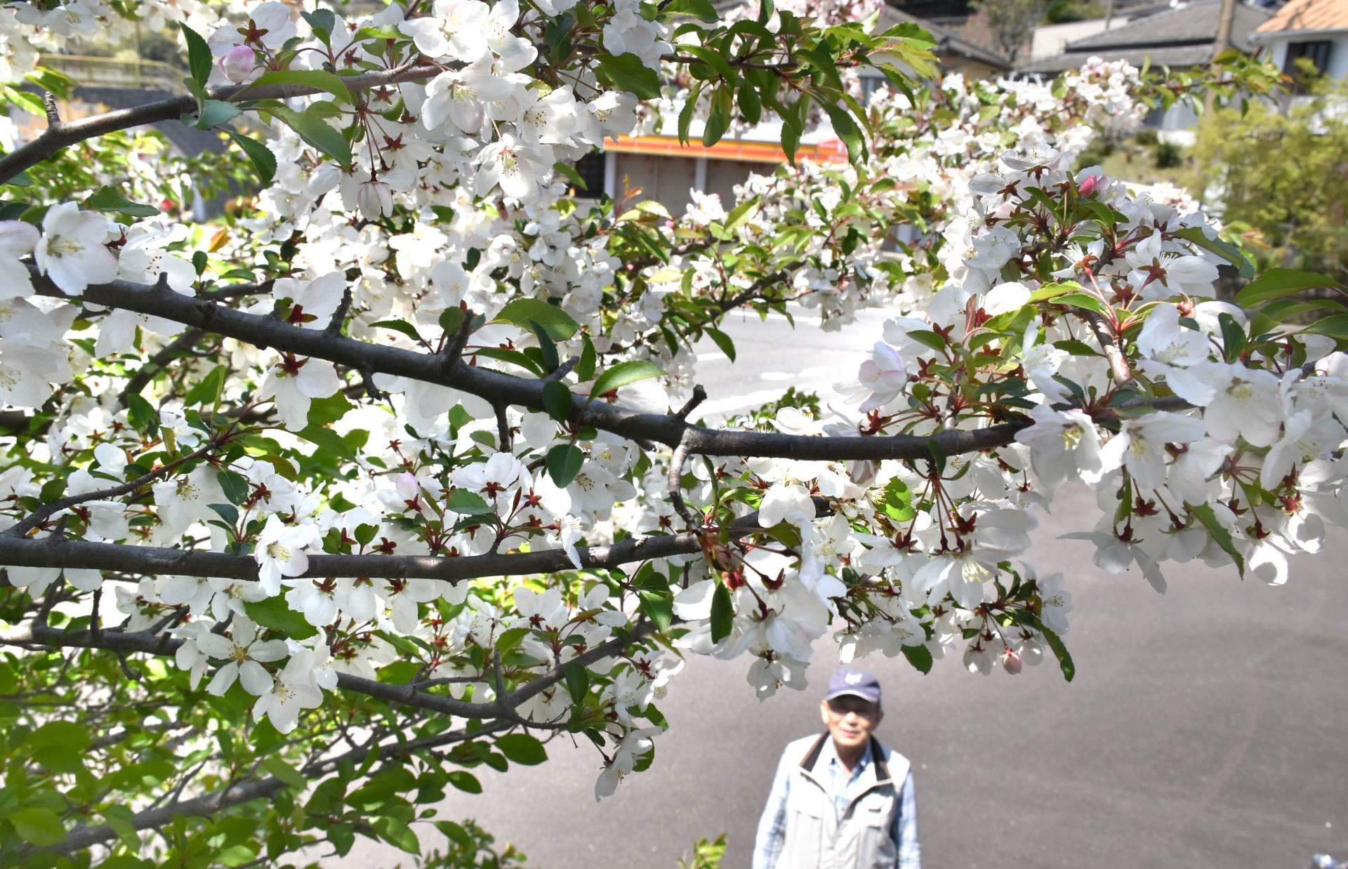 白いかれんな花を咲かせるノカイドウ＝１１日、霧島市牧園町高千穂