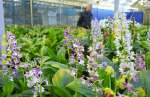 かれんな花を咲かせるエビネ＝いちき串木野市冠嶽の寿峰苑