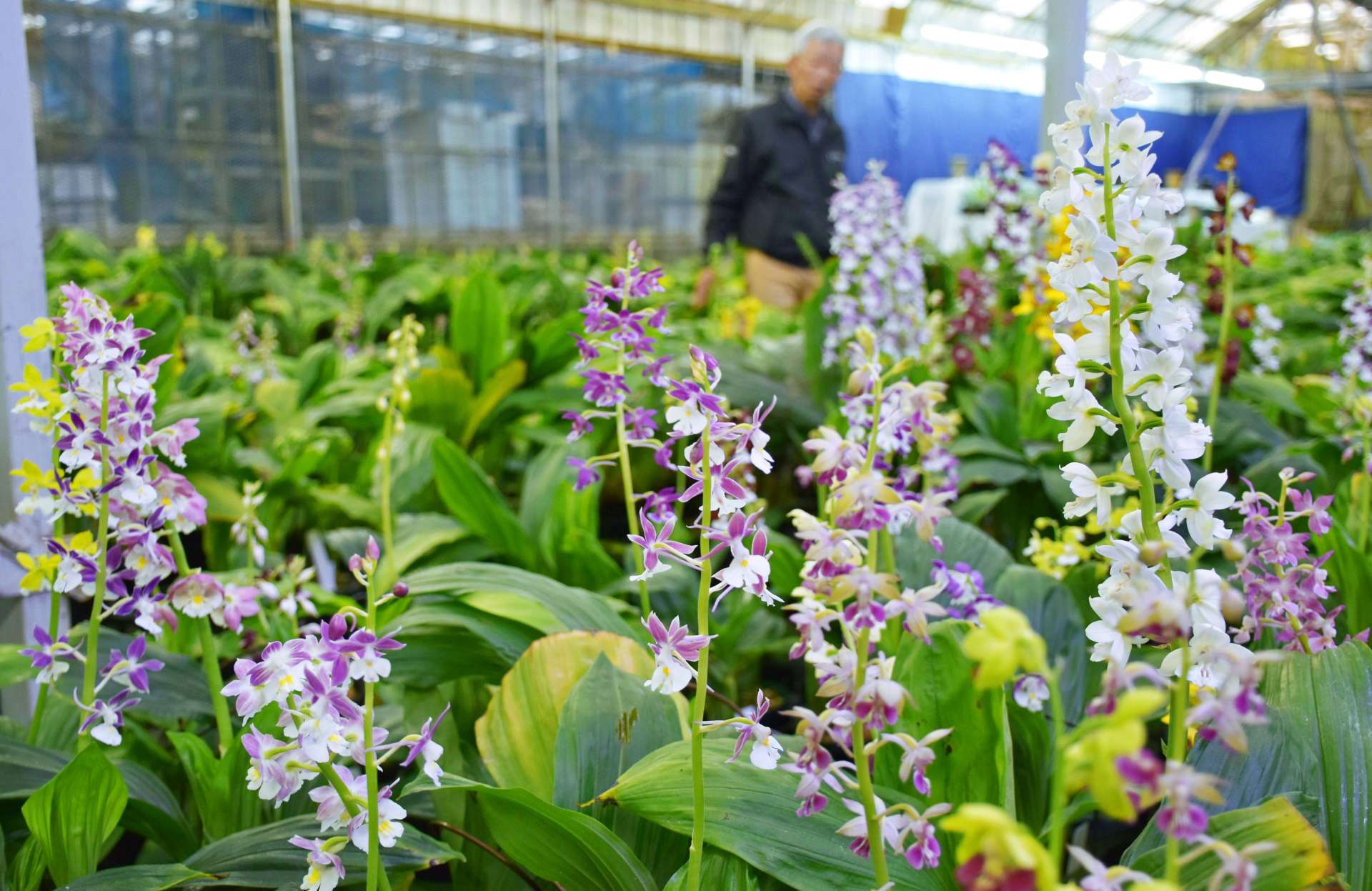 かれんな花を咲かせるエビネ＝いちき串木野市冠嶽の寿峰苑