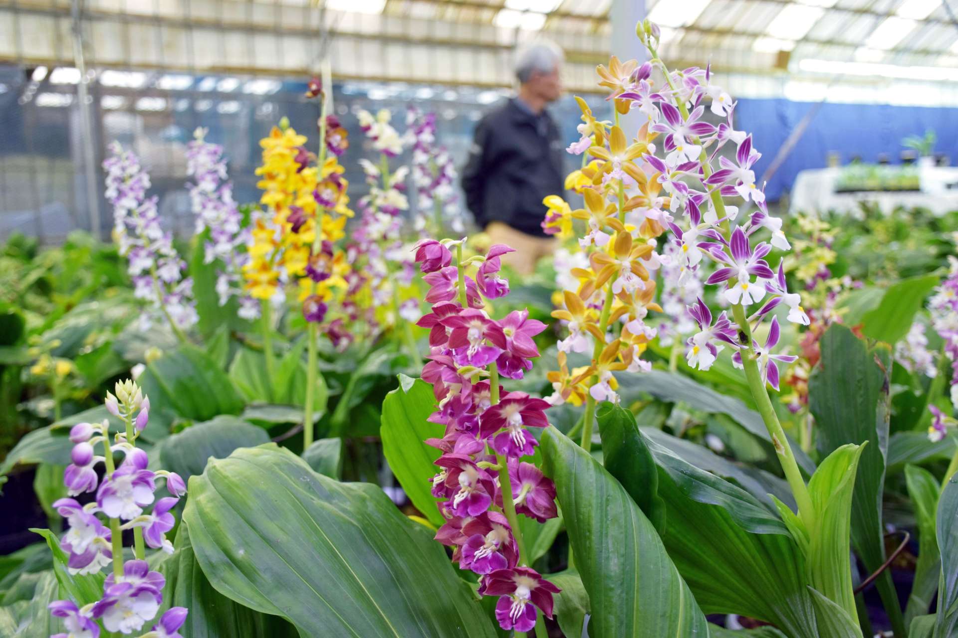 かれんな花を咲かせるエビネ＝いちき串木野市冠嶽の寿峰苑