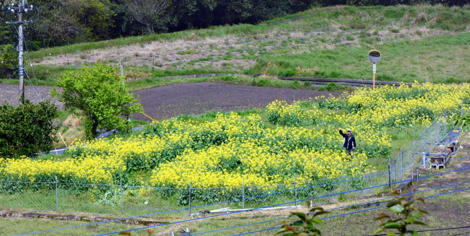 「花」の文字が浮かび上がった畑＝１４日、さつま町柊野