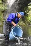 高尾野川に放流される稚アユ＝１４日、出水市高尾野町大久保