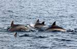 垂水市沖で確認されたミナミハンドウイルカ＝１月２２日（かごしま水族館提供）