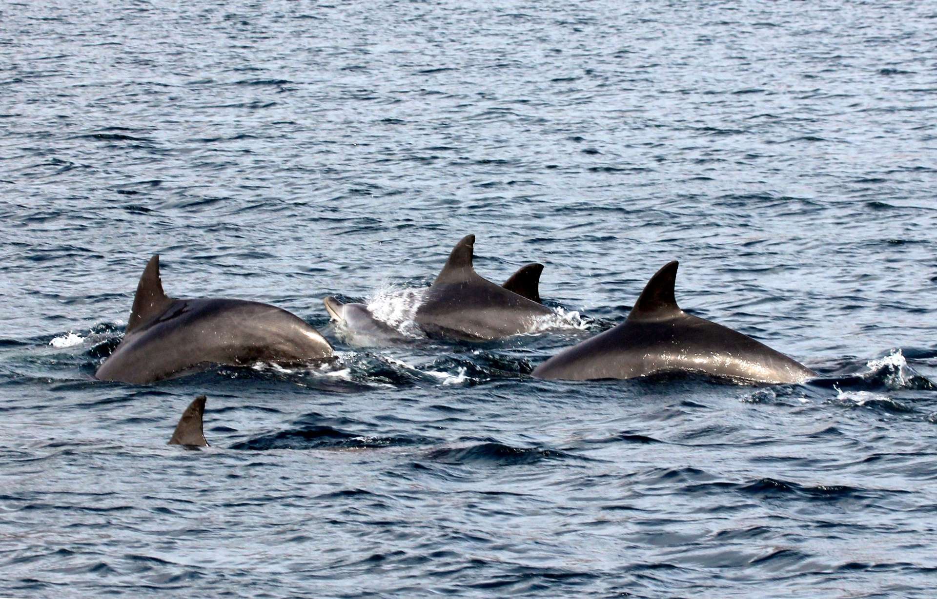 垂水市沖で確認されたミナミハンドウイルカ＝１月２２日（かごしま水族館提供）