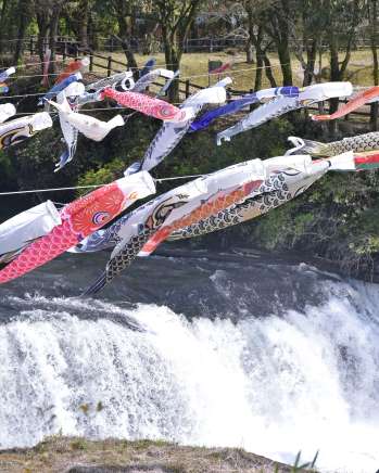 風にたなびく約３００匹のこいのぼり＝１６日、伊佐市の湯之尾滝