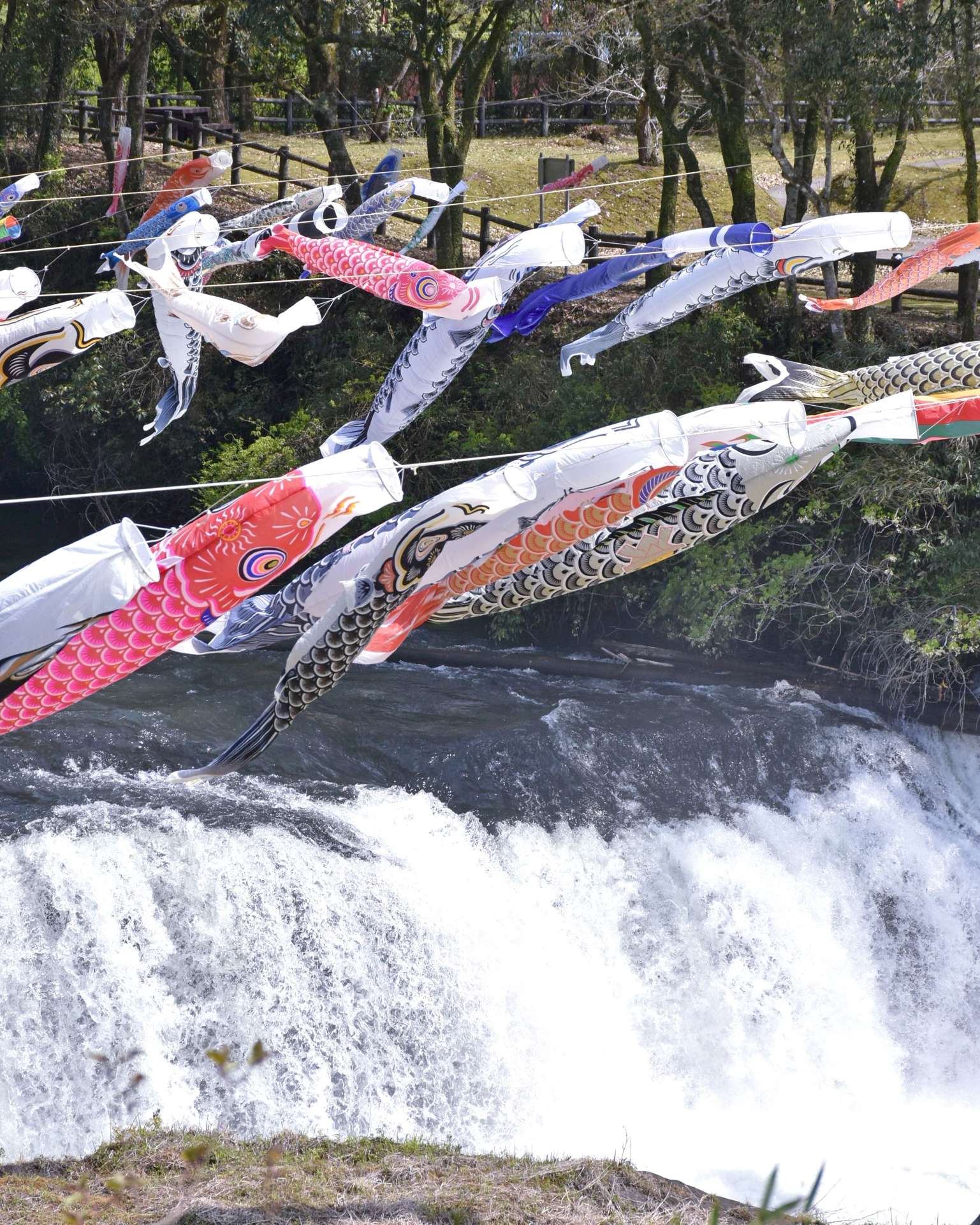 風にたなびく約３００匹のこいのぼり＝１６日、伊佐市の湯之尾滝