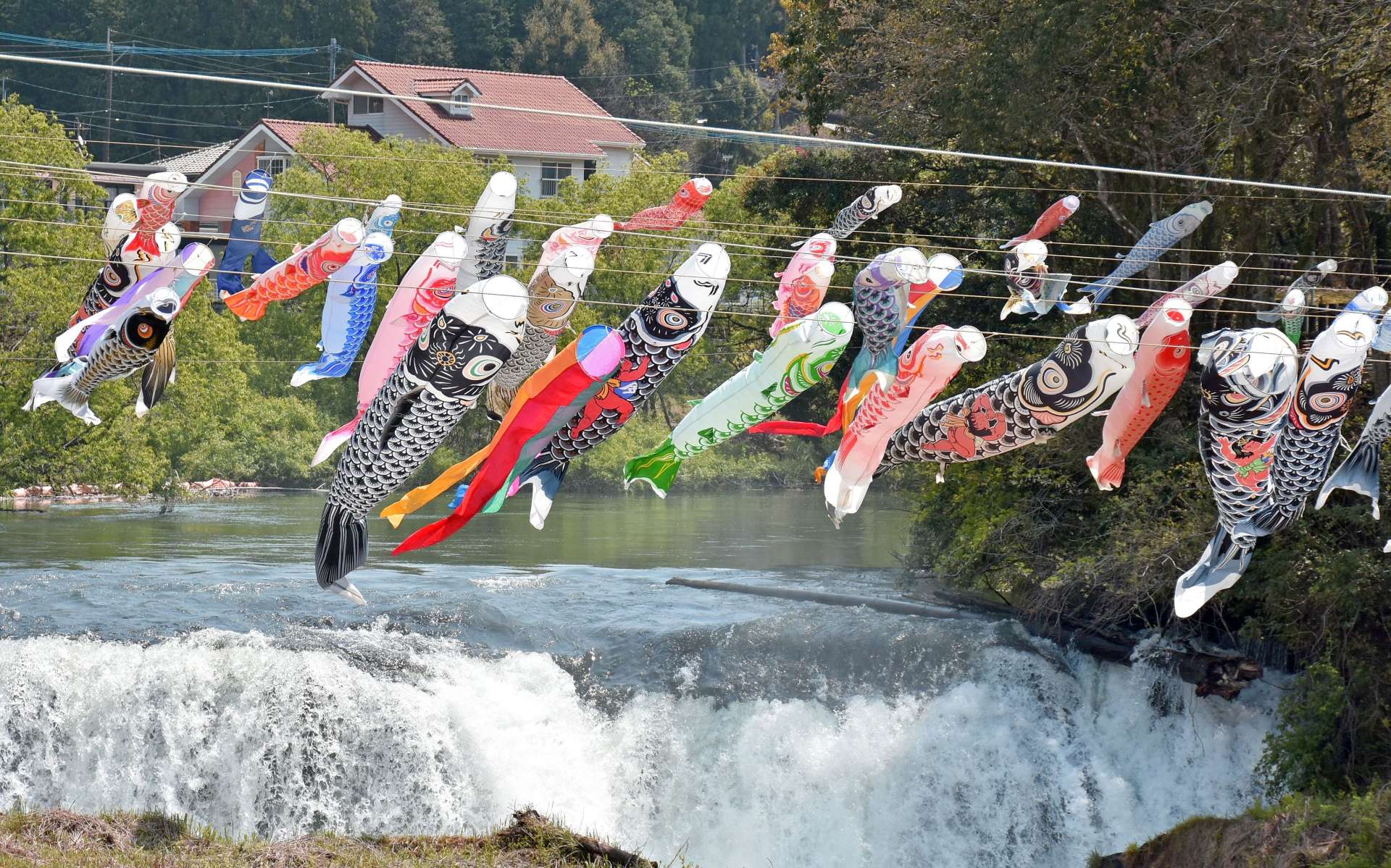 風にたなびく約３００匹のこいのぼり＝１６日、伊佐市の湯之尾滝