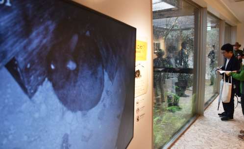 屋外飼育場にいるアマミノクロウサギの巣の中の様子を映像でも確認できる