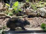屋内飼育場で飼育されているアマミノクロウサギの「ケンタ」＝２０日、大和村