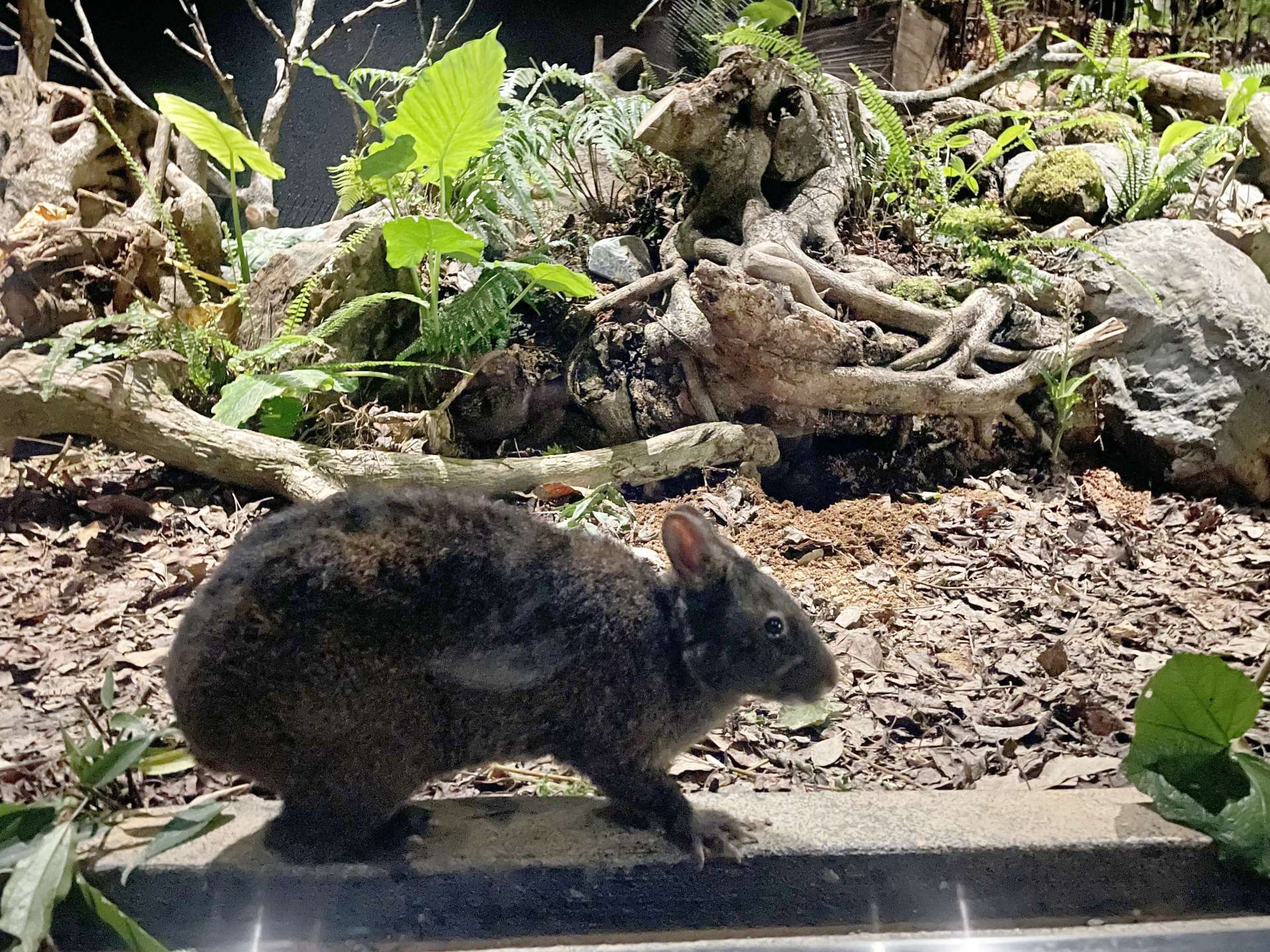 屋内飼育場で飼育されているアマミノクロウサギの「ケンタ」＝２０日、大和村