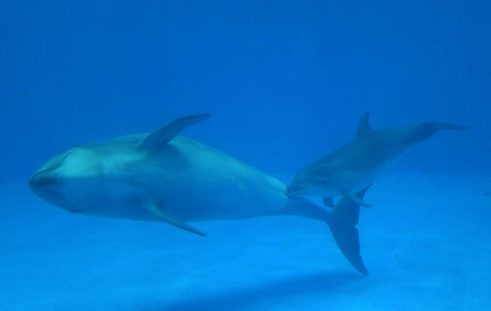 母親「マール」からお乳をもらう赤ちゃんイルカ＝鹿児島市のかごしま水族館