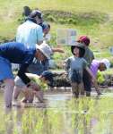 横瀬古墳を背に田植えに挑戦する参加者＝１９日、大崎町横瀬