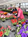 生徒が育てた花苗を買い求める市民ら＝１８日、伊佐市の伊佐農林高校