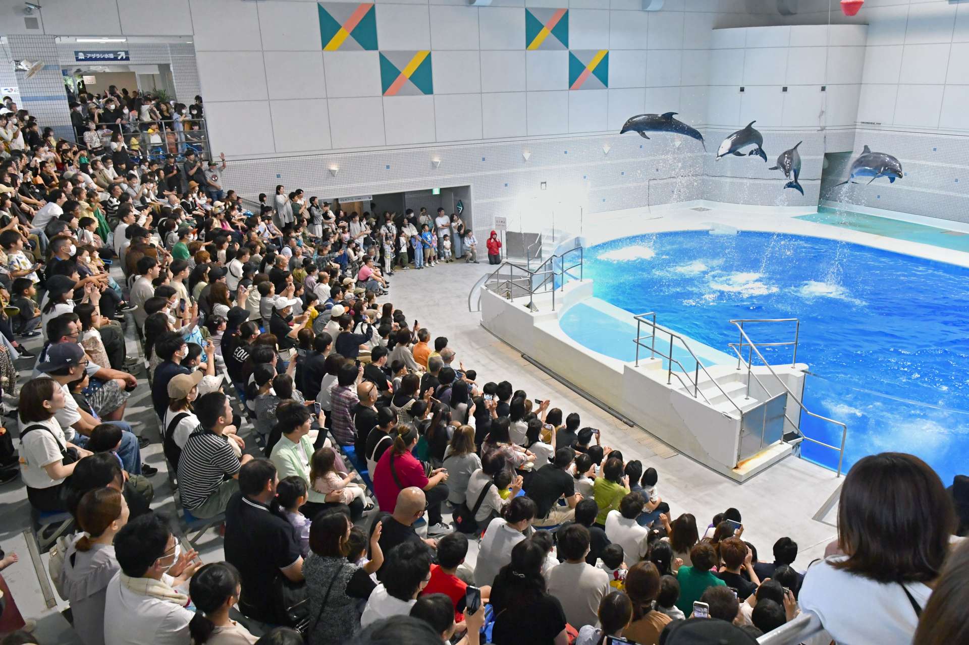 「イルカの時間」を楽しむ来場者＝２０２４年５月４日、鹿児島市のかごしま水族館