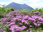 新緑の中、登山道を鮮やかに彩るミヤマキリシマ＝２０２４年５月８日、霧島市