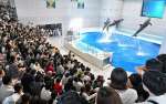 〈資料写真〉２０２４年５月４日、家族連れらでにぎわう「いるかの時間」＝鹿児島市のかごしま水族館