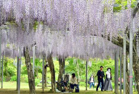 〈別カット〉公園一帯を鮮やかな紫色に彩るフジの花＝霧島市牧園