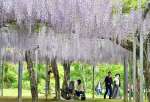 〈別カット〉公園一帯を鮮やかな紫色に彩るフジの花＝霧島市牧園