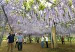 フジの花で紫色に染まる和気公園＝２５日、霧島市牧園