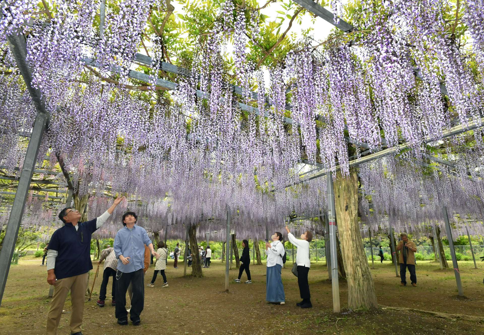 フジの花で紫色に染まる和気公園＝２５日、霧島市牧園