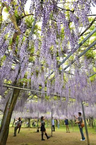 甘い香りを漂わせ、一面に咲き誇るフジの花＝２５日、霧島市牧園の和気公園