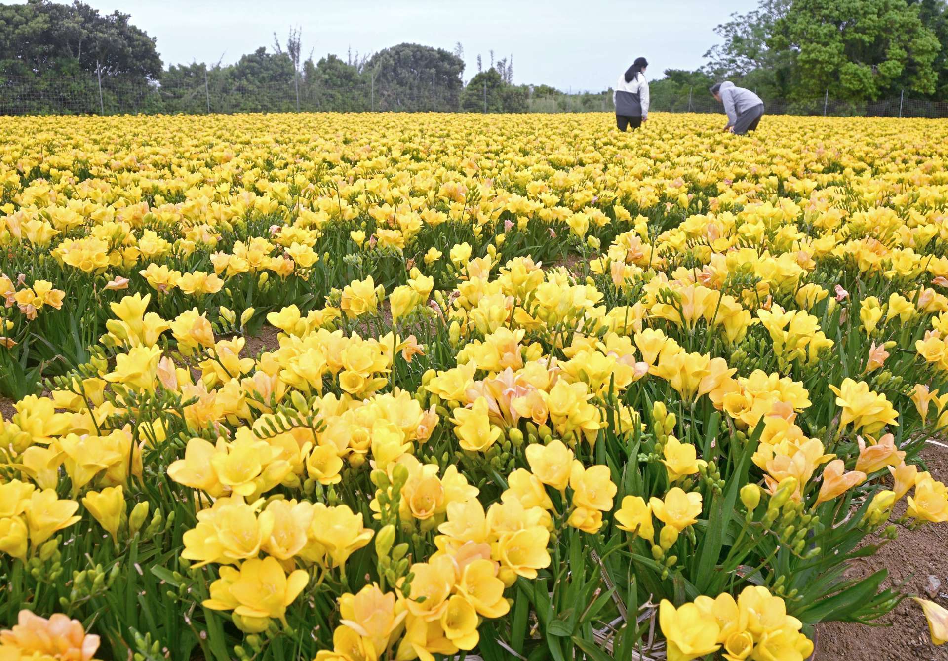 色鮮やかに咲くフリージア＝２５日、西之表市住吉