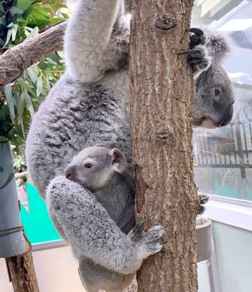 母親ピースのおなかにしがみつく雄の赤ちゃんコアラ（平川動物公園提供）