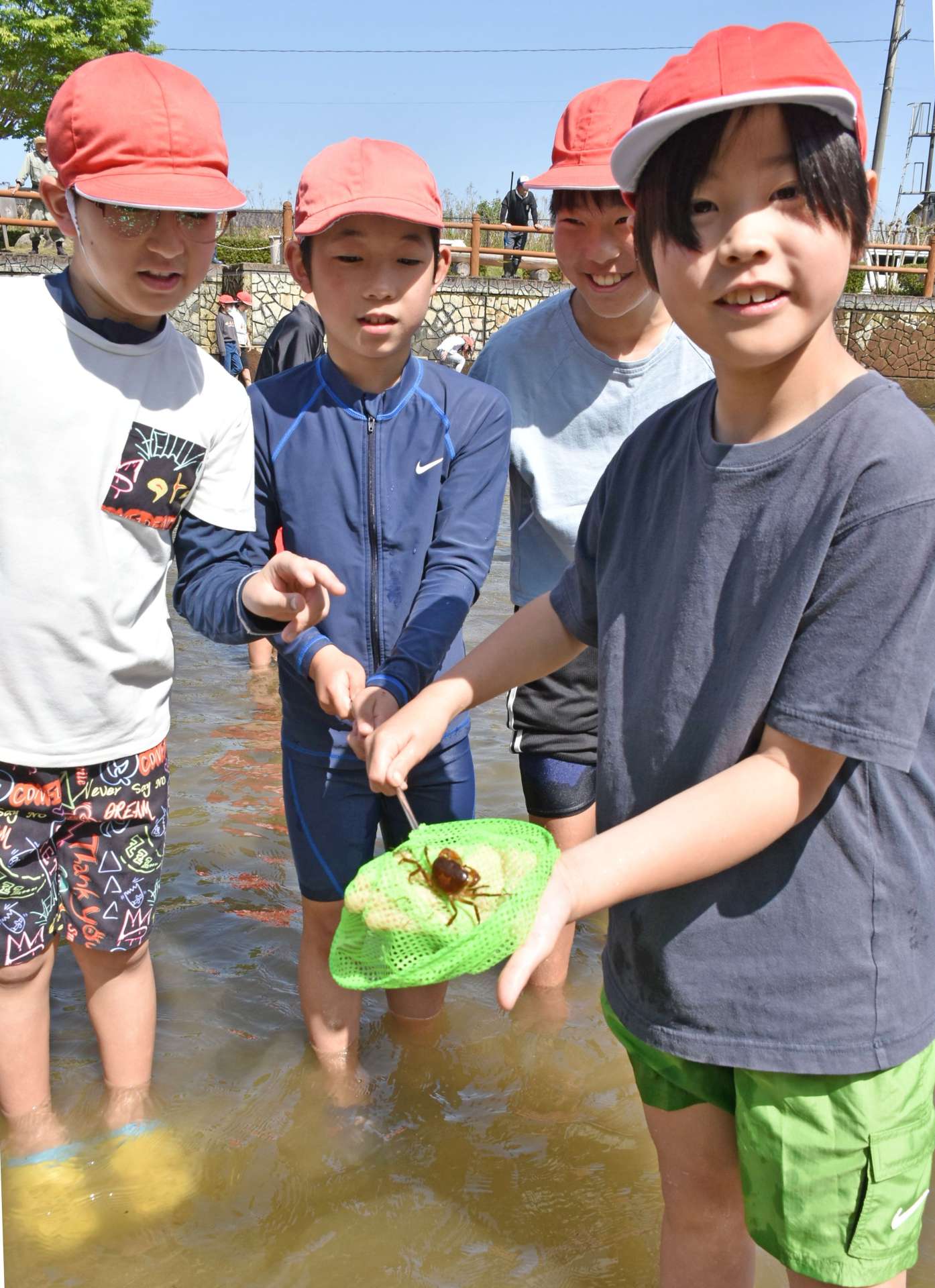 水を抜いた後の丸池に入り生き物を調べる栗野小児童ら＝２１日、湧水町の丸池湧水