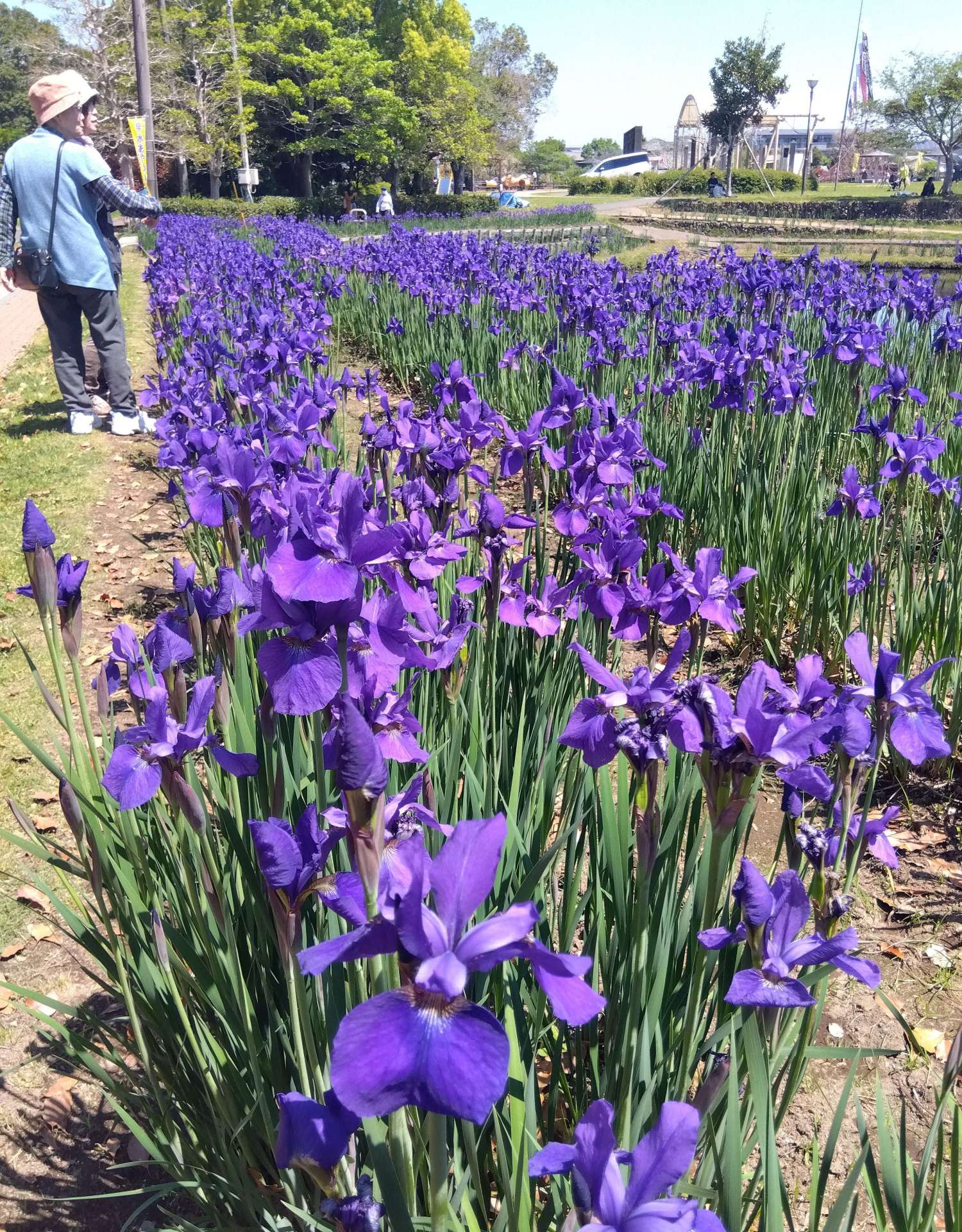 早水公園の水辺を鮮やかに彩るアヤメ＝２６日、都城市早水町