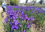 早水公園の水辺を鮮やかに彩るアヤメ＝２６日、都城市早水町