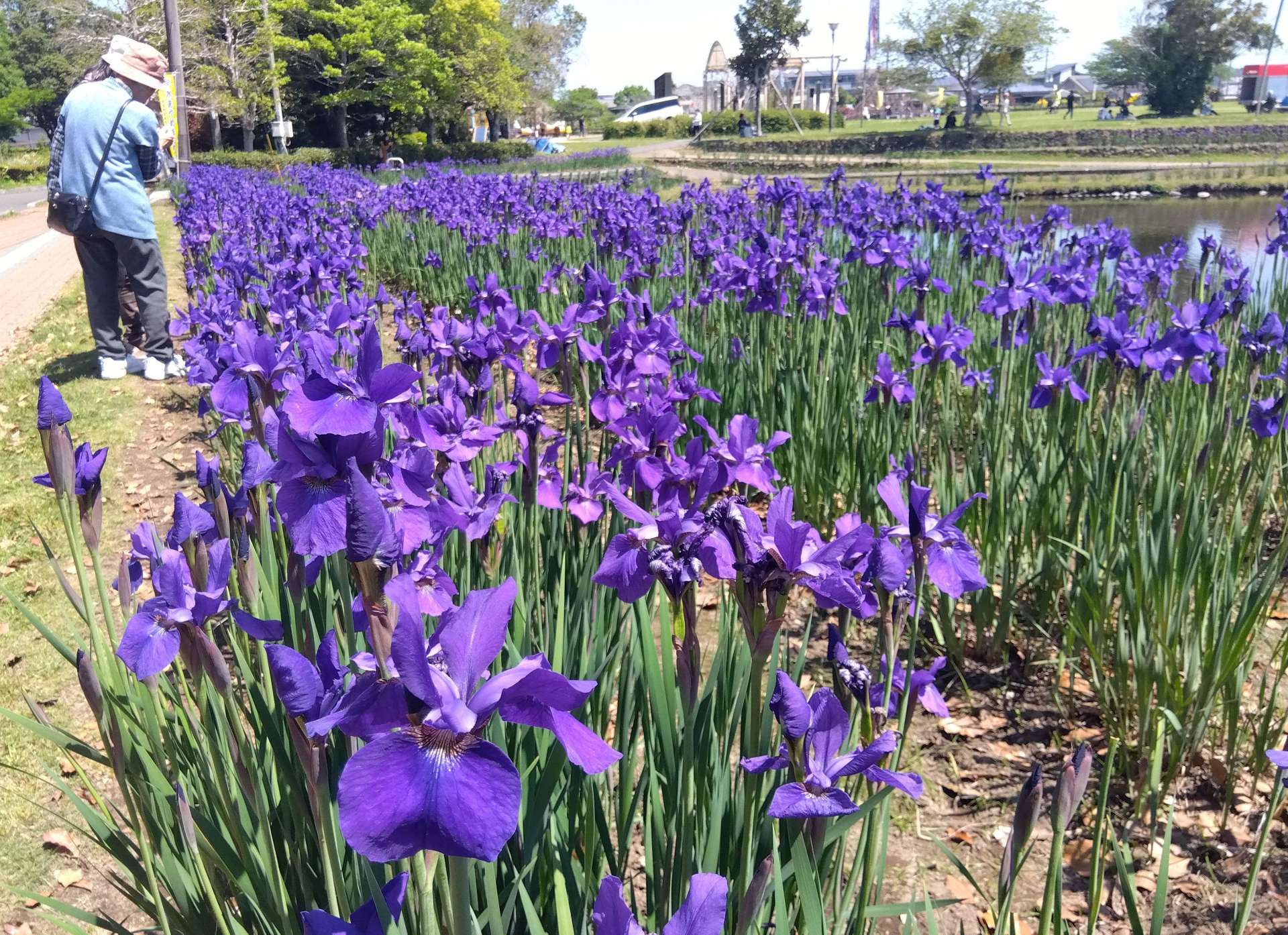 早水公園の水辺を鮮やかに彩るアヤメ＝２６日、都城市早水町