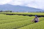 遠くに高隈山地を望むかのや茶の茶畑＝鹿屋市東原町