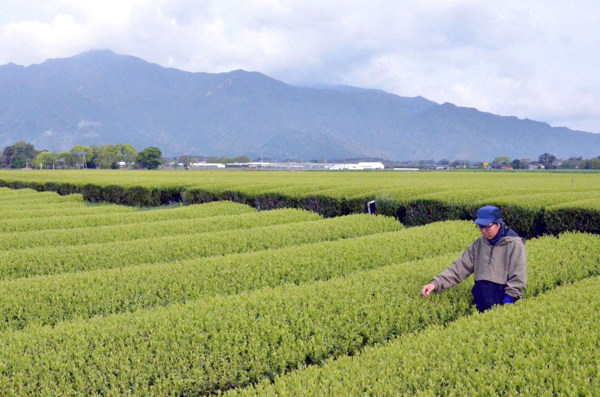 遠くに高隈山地を望むかのや茶の茶畑＝鹿屋市東原町
