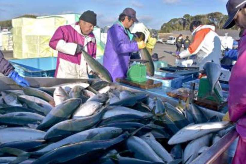 〈資料写真〉輸出用養殖ブリの９割を米国向けが占める東町漁協。影響を懸念している＝２０２４年１２月、長島町の薄井漁港