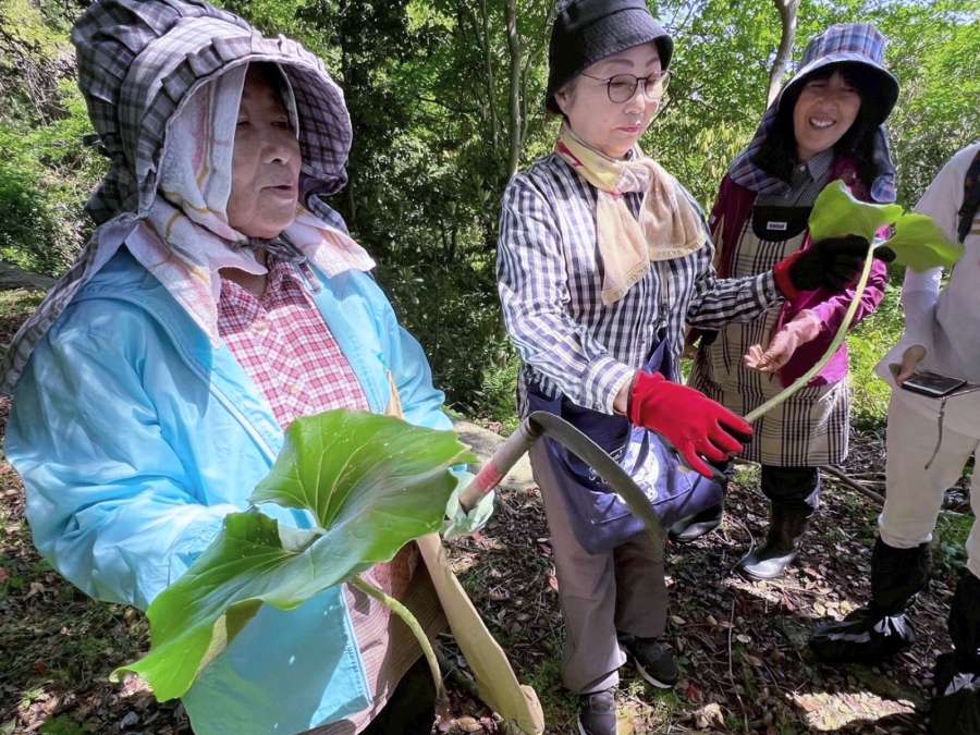 ツワブキを収穫する参加者＝南大隅町佐多