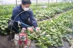 農家に供給するバイオ苗を育てる小鹿農業生産組合の岩下圭介常務＝鹿児島県鹿屋市吾平