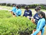 茶葉を摘む生徒＝１日、霧島市牧園