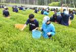 茶葉を摘む生徒＝１日、霧島市牧園