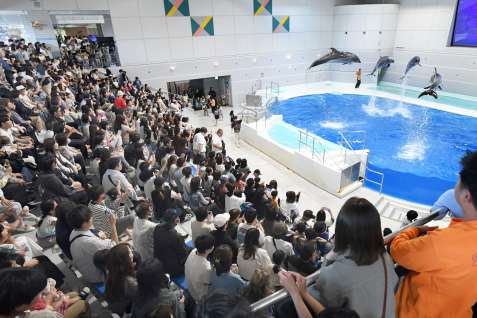 立ち見が出るほどのにぎわいを見せる「イルカの時間」＝３日午後、鹿児島市のかごしま水族館
