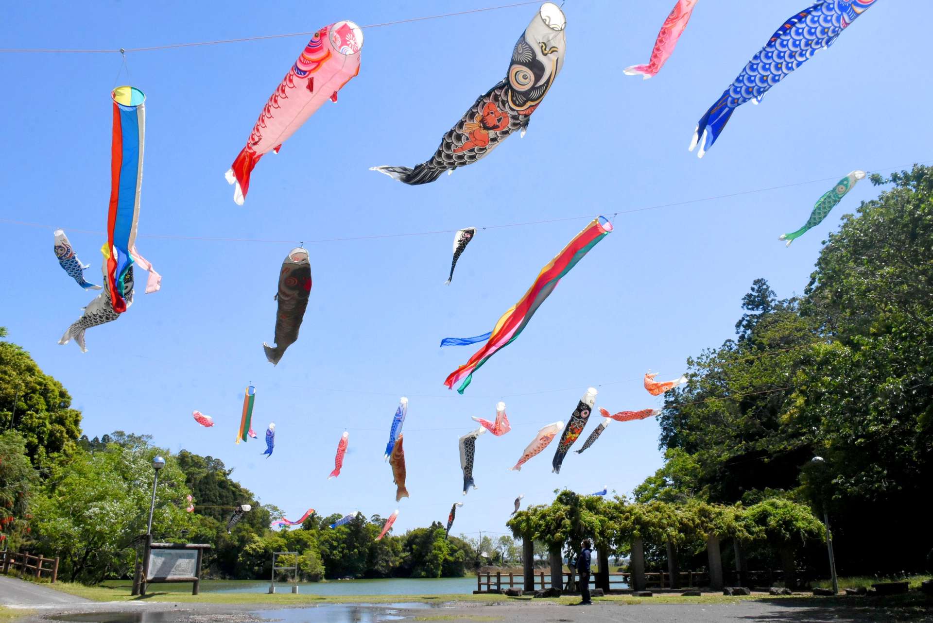 空をスイスイ泳ぐこいのぼり＝２日、鹿屋市串良の下小原池公園