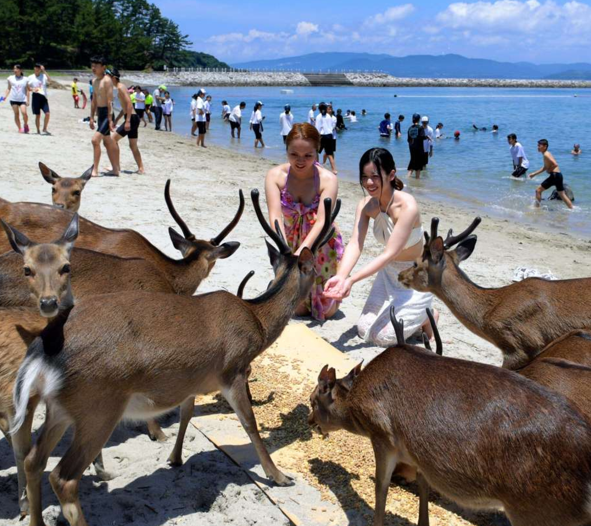 青空の下、海水浴客と触れ合うシカ＝２０１７年７月、阿久根大島