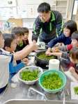 茶葉を手もみする子どもたち＝２日、錦江町の田代小学校