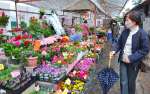 〈資料写真〉鮮やかな色の花が並ぶ春の木市＝３月１５日、鹿児島市の甲突川左岸緑地