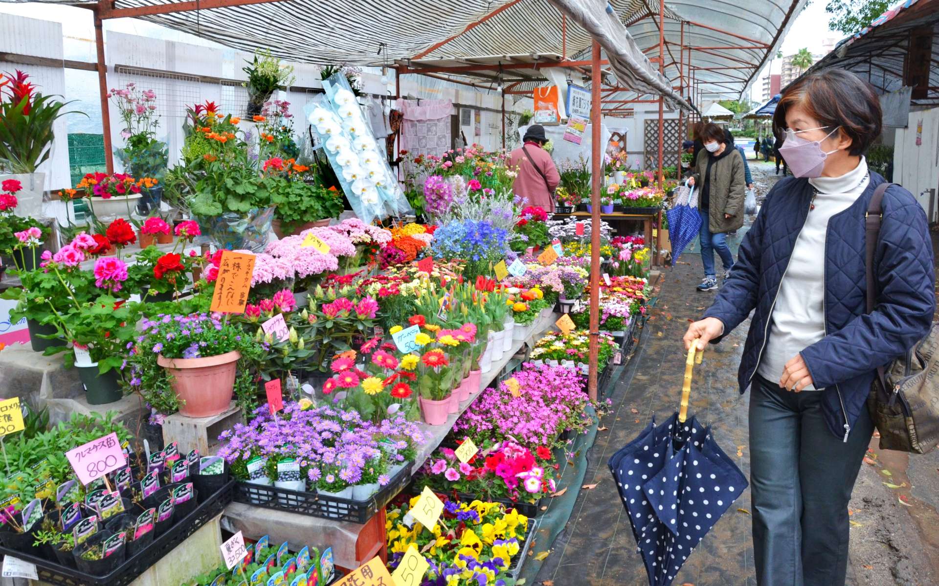 〈資料写真〉鮮やかな色の花が並ぶ春の木市＝３月１５日、鹿児島市の甲突川左岸緑地