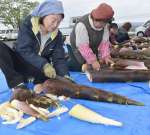 包丁で幼竹の皮をむく参加者＝湧水町北方