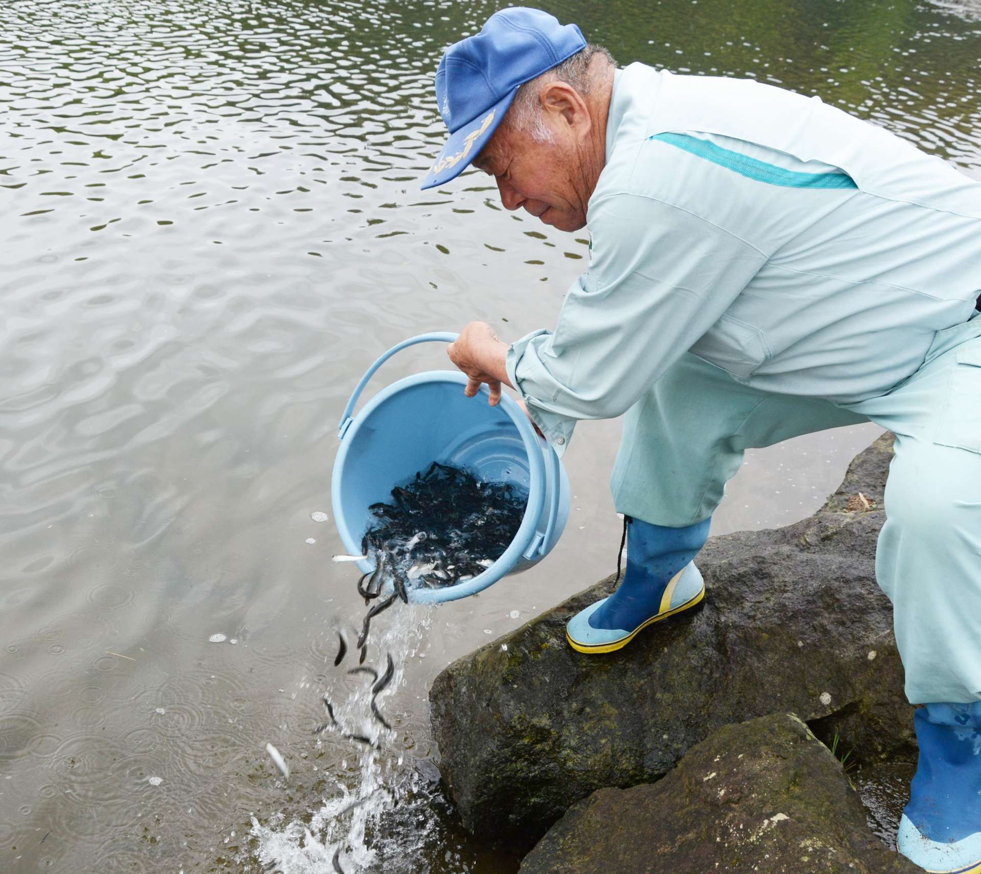 稚アユを放流する川内川漁協の山下信男組合長＝２８日、さつま町の川内川