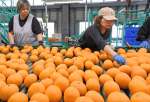 出荷に向け、選別される紅甘夏＝２日、出水市高尾野町下水流